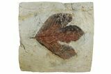 Fossil Sycamore Leaf (Macginitiea) - Montana #262511-1